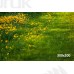 Tło fotograficzne Cytryny 3466